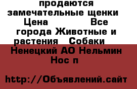 продаются замечательные щенки › Цена ­ 10 000 - Все города Животные и растения » Собаки   . Ненецкий АО,Нельмин Нос п.